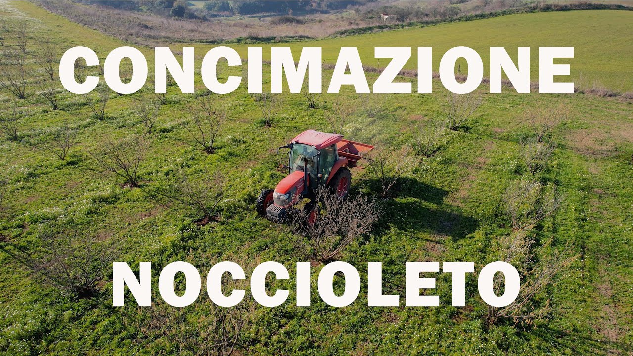 COME SI CONCIMA UN NOCCIOLETO?