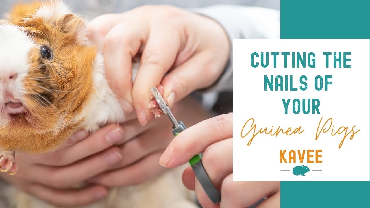 How to Cut the Nails of your Guinea Pigs?