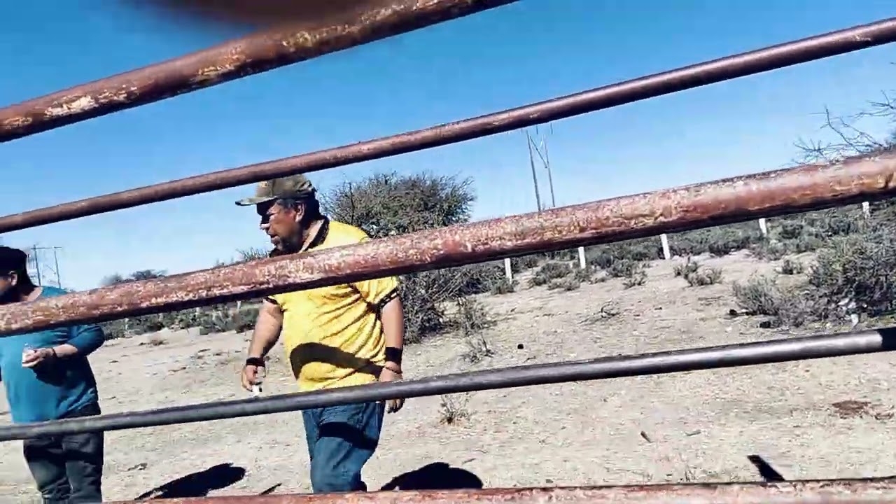 Vacunando las vacas.. para soltarlas al agostadero 