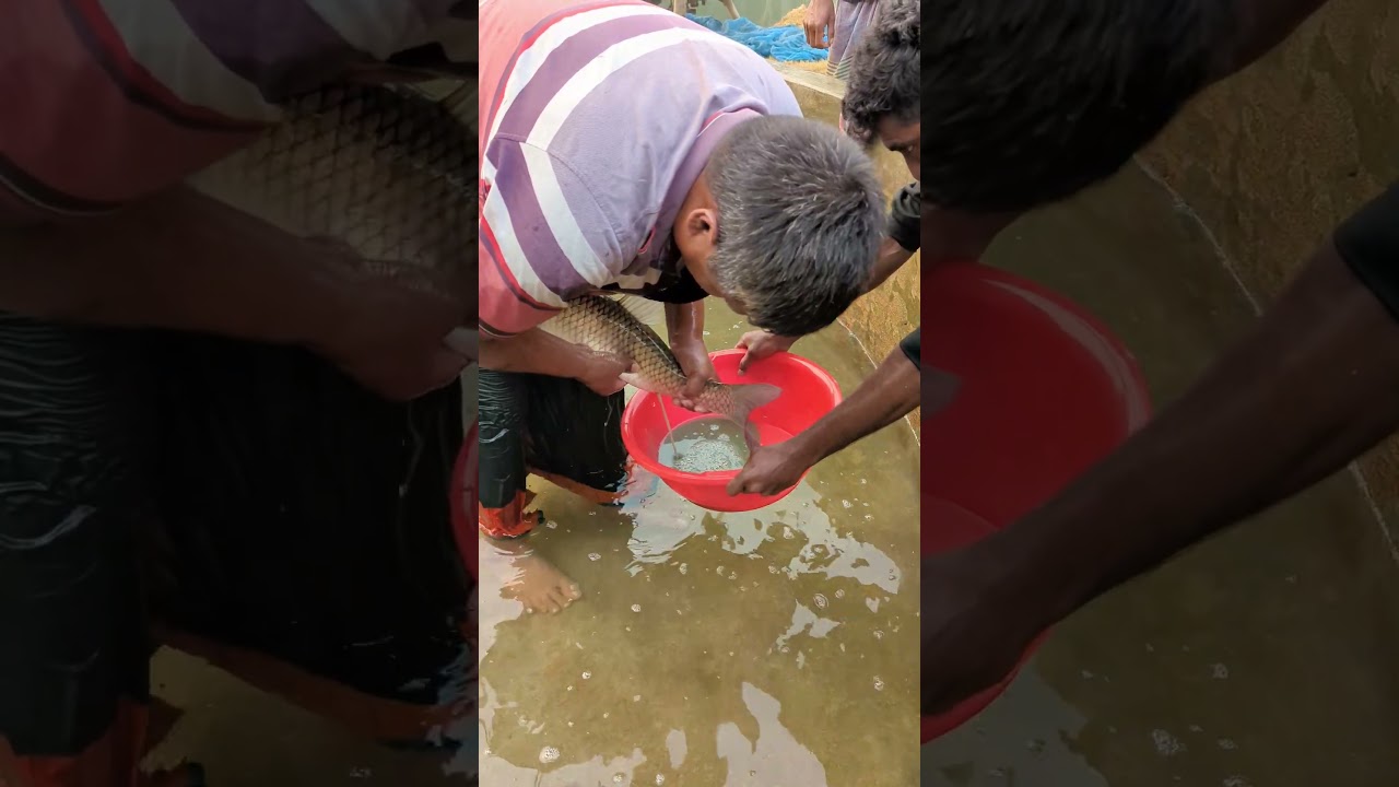 9KG Big Monster Egg Collection🐟 #viral
