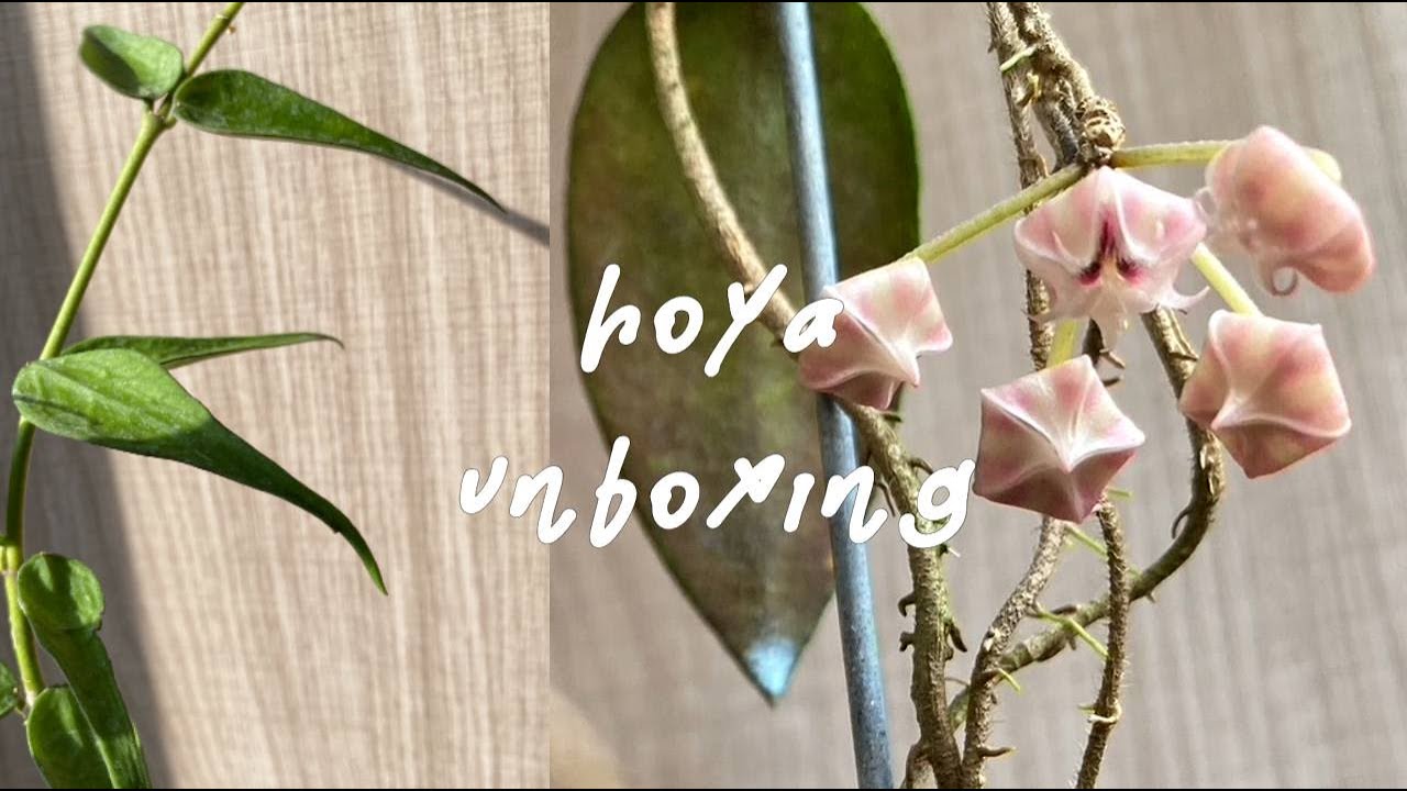 ep27 yu vlog｜不小心入了毬蘭坑🌿，瘋狂開箱📦，第一棵開花株🌸，hoya unboxing，#觀葉植物｜yu.
