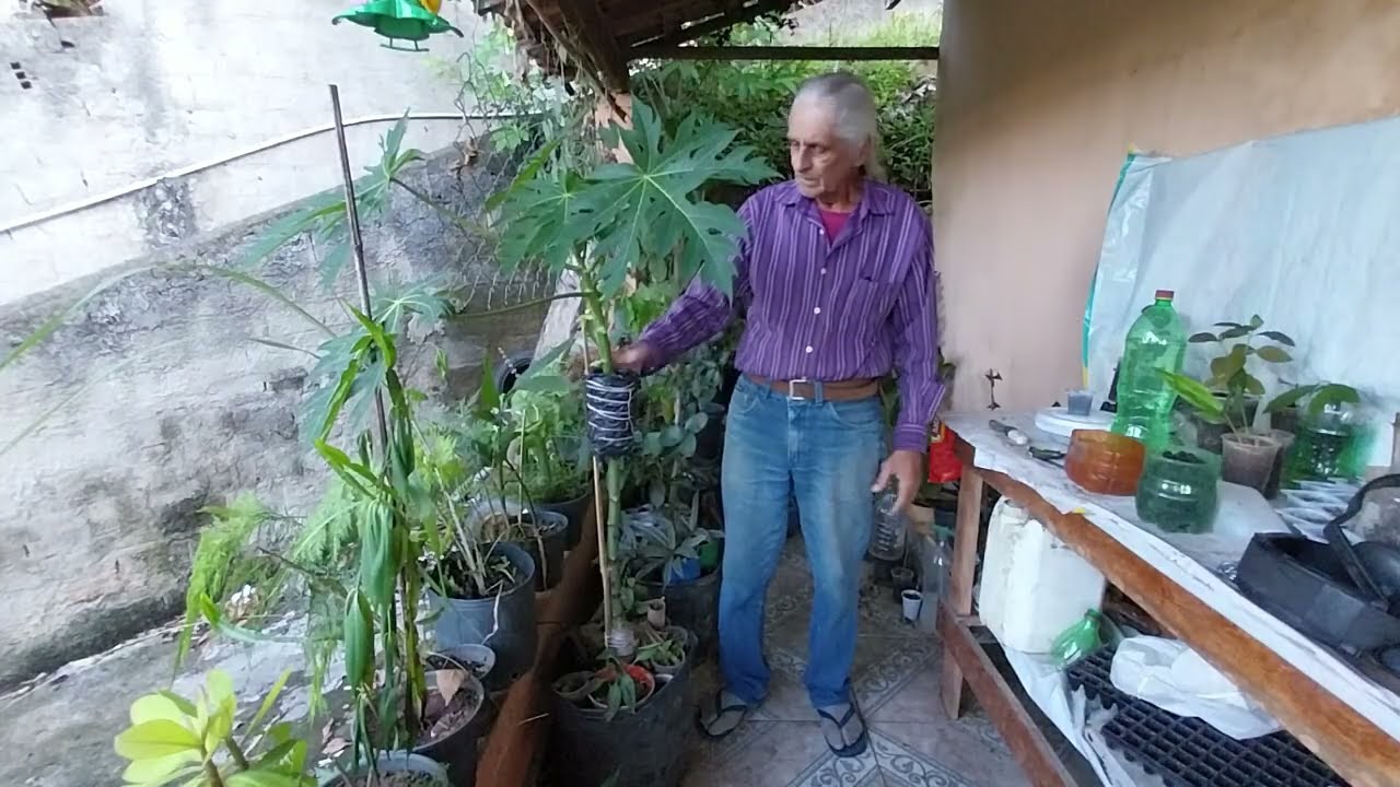 Mamão anão como deixar o mamoeiro anão e plantar no vaso