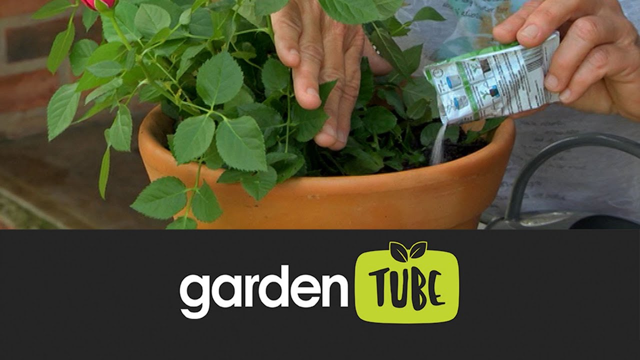 How to retain moisture in your garden