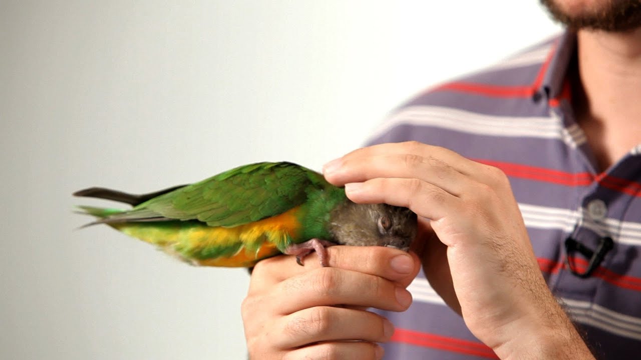 How to Pet a Parrot | Parrot Training