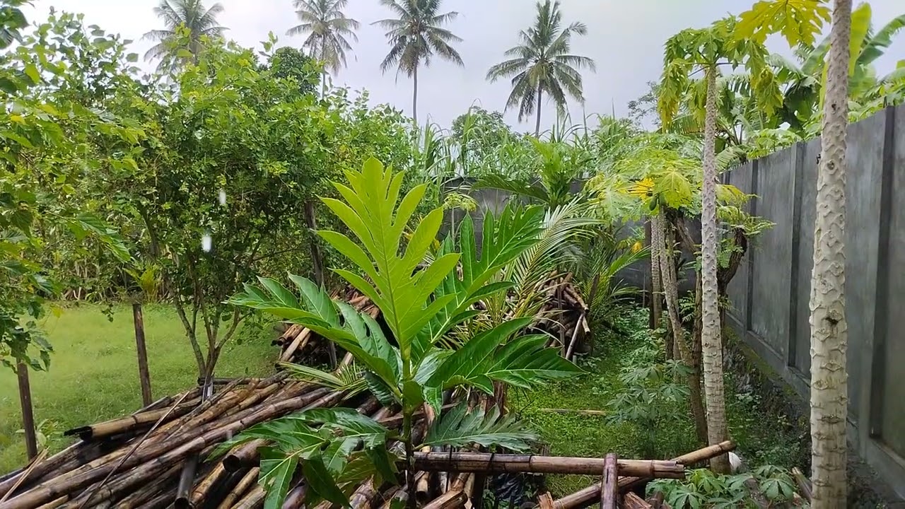 Hujan menyapa bumi