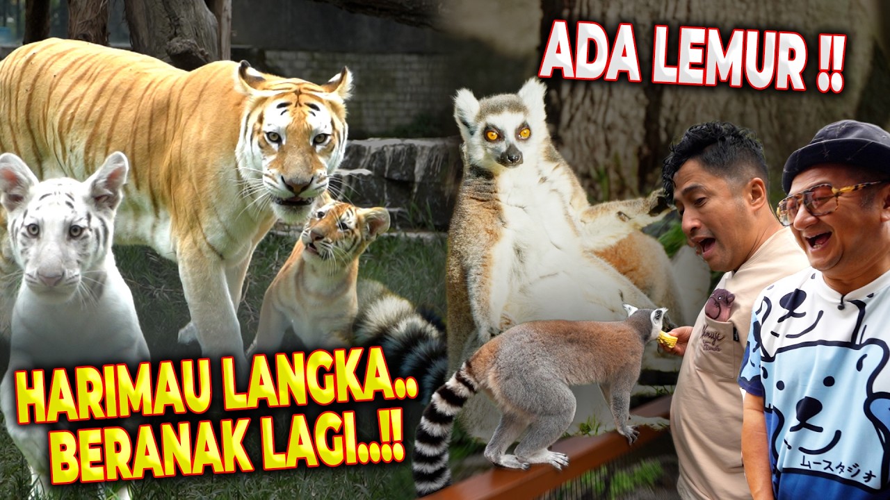 LUCU BANGET..!! NGABUBURIT SAMBIL MAIN SAMA LEMUR..!!