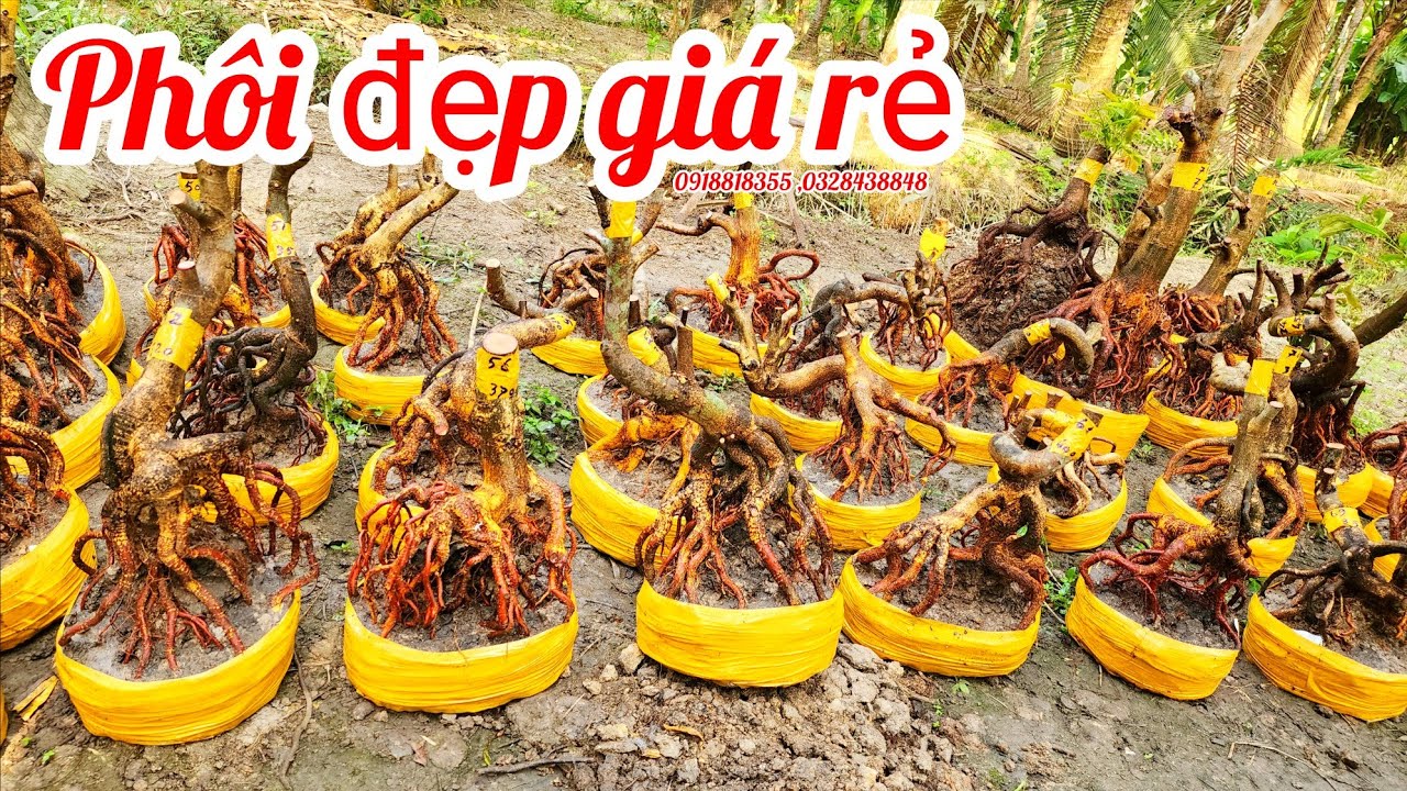 9/3 a Nên 0918818355 v 0328438848 phôi mai bonsai đế đẹp giá rẻ|MaivàngThanhTâm