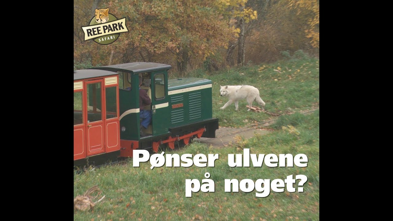 Pønser ulvene på noget?