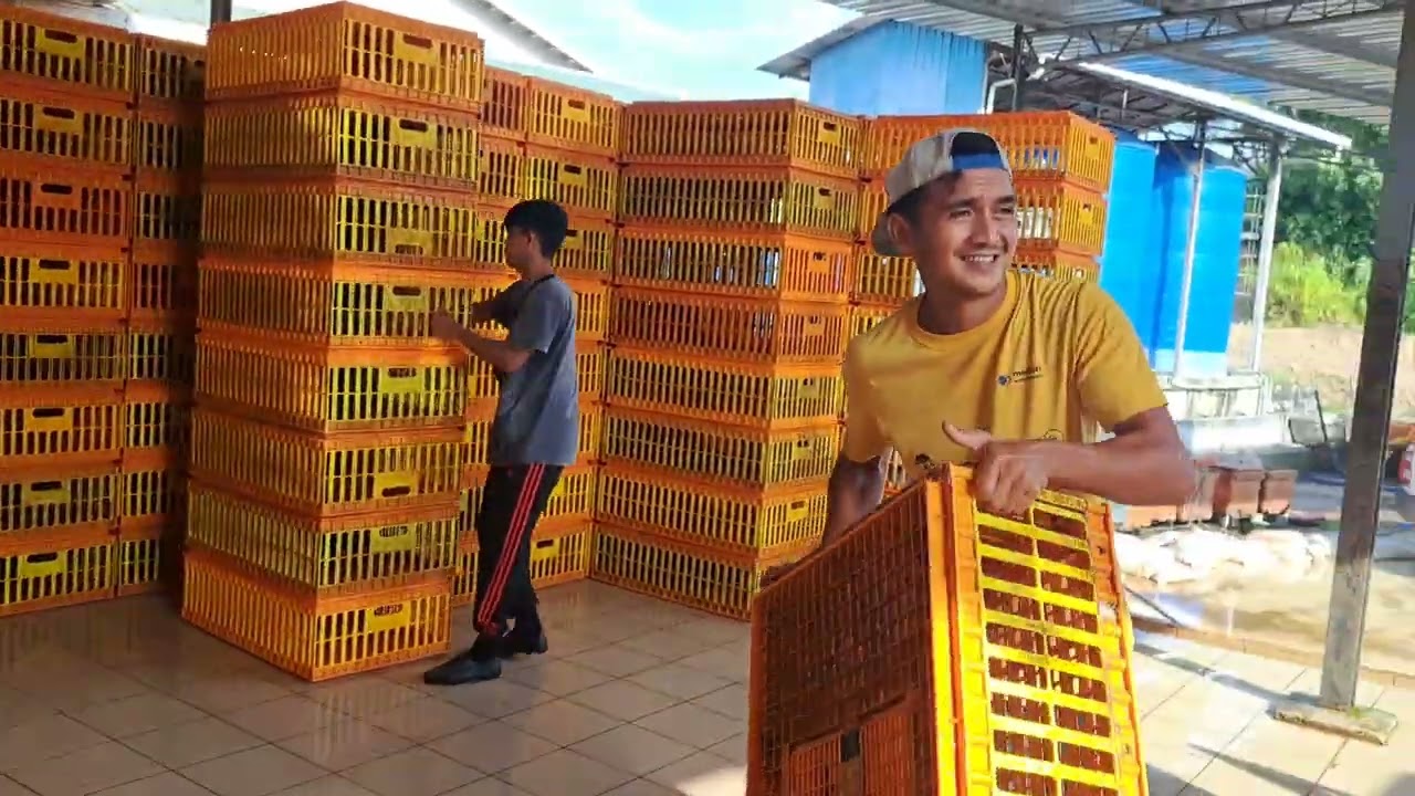 CHANNEL.IRUTSON.NUSUN SANGKAR AYAM BA LORI
