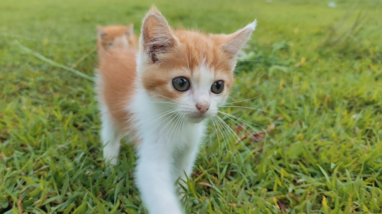 🔥wow, the kittens are so cute playing‼️bang fu animals