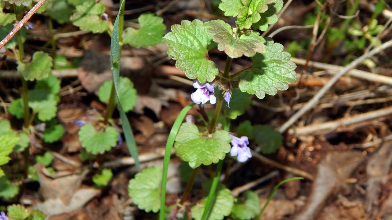 Будра плющевидная (Glechoma hederacea)
