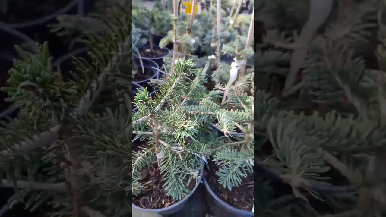 Ялиця кавказька / Нордмана (Abies Nordmanniana) контейнер 3л найпопулярніші новорічні ялиці Європи