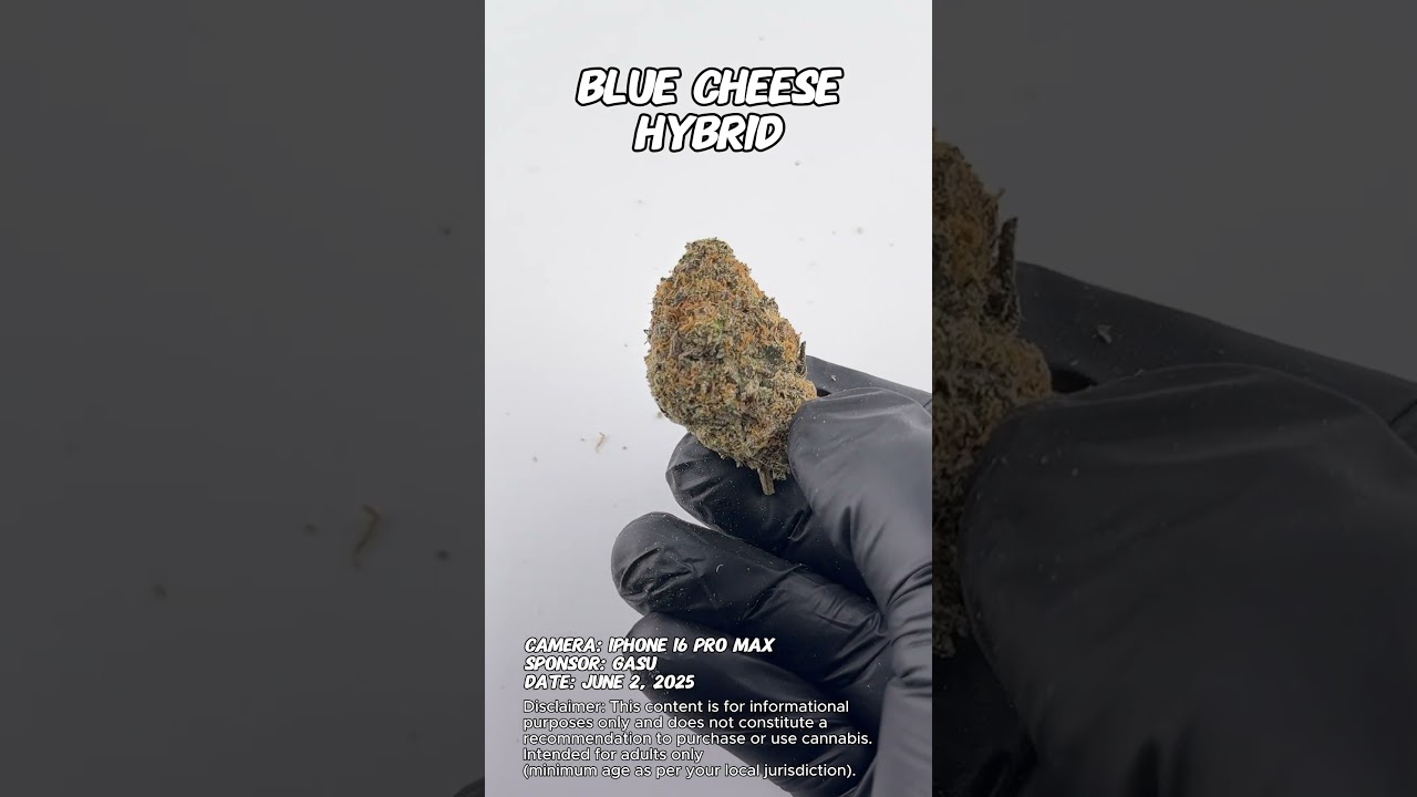 Blue Cheese | Gasu Sponsored | Strain Spotlight
