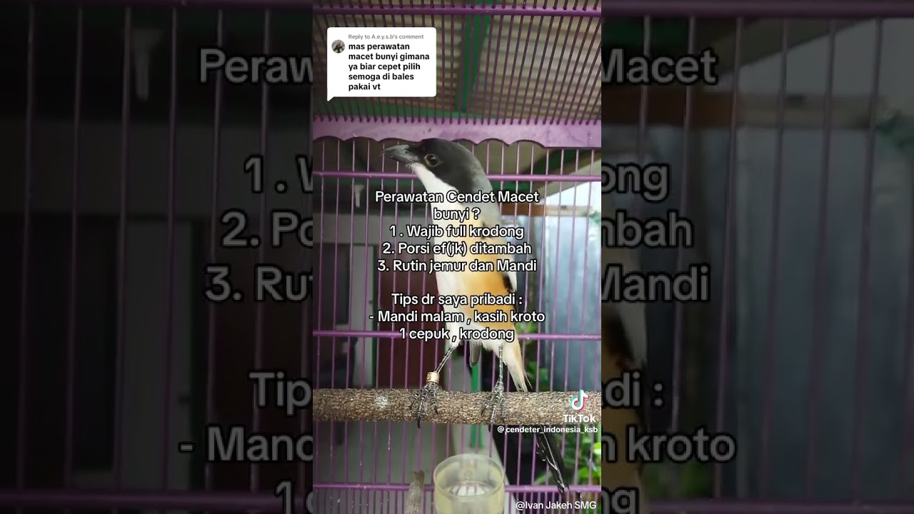 Perawatan Cendet MACET BUNYI? Tips & Trick lur , Follow Tiktok : Ivan Jakeh SMG