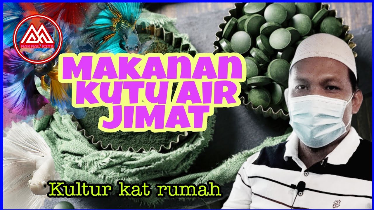 Saya buat air spirulina untuk biakkan kutu air - Ini hasilnya
