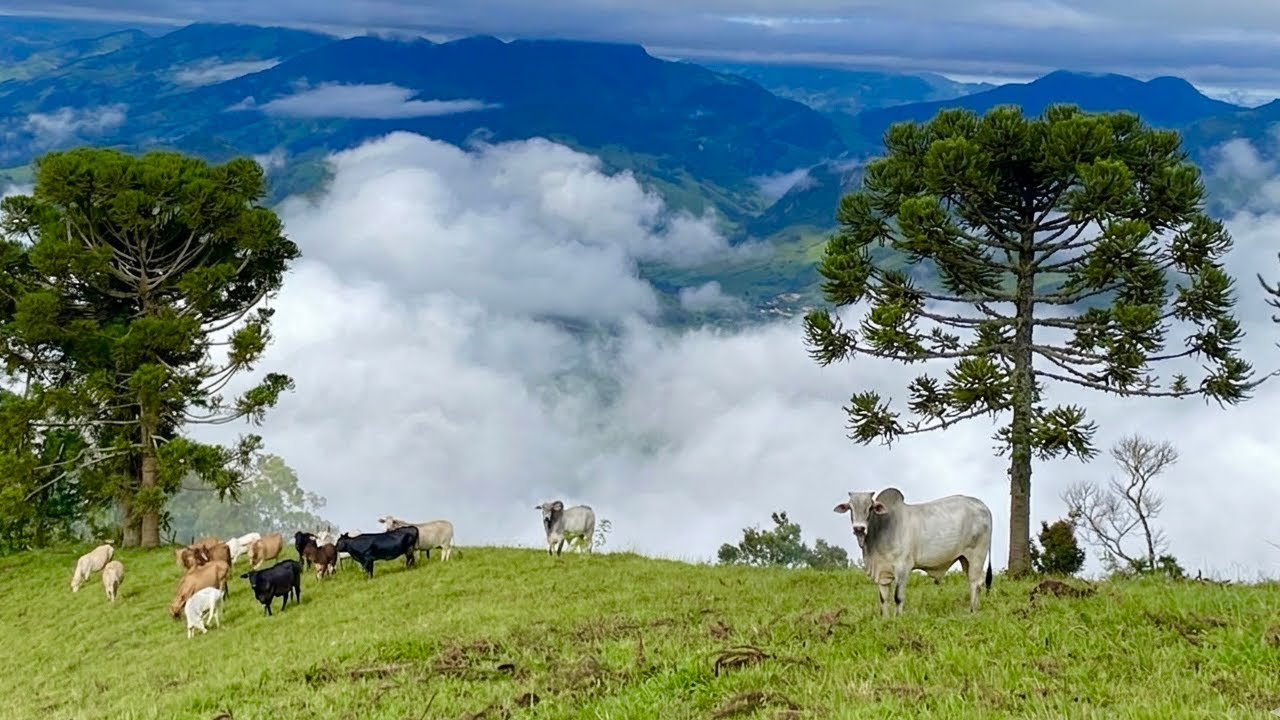 ONDE PARECE QUE ESTAMOS ACIMA DAS NUVENS  #roça. #sitio  #agriculturafamiliar  #natureza 