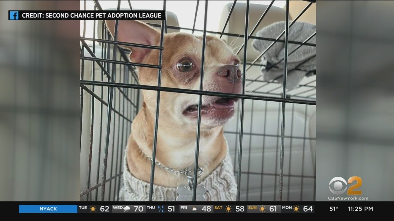Woman's Brutally Honest Pet Adoption Ad Goes Viral