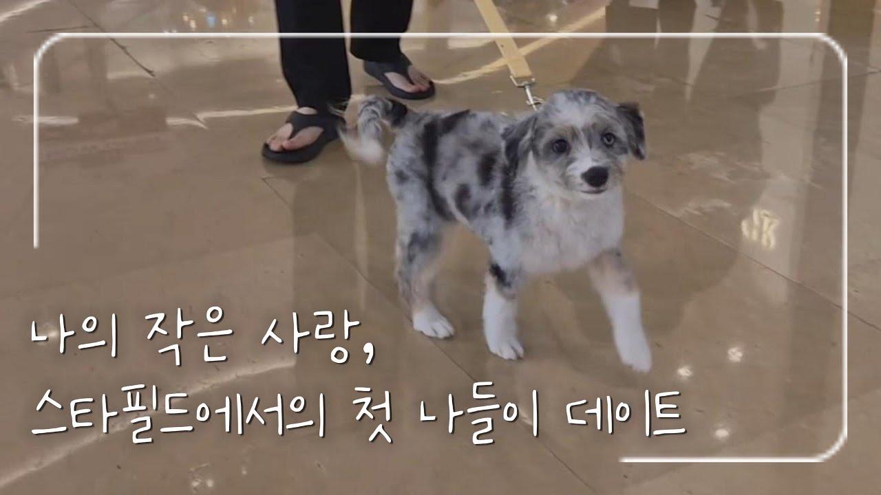 [오시두들 세인트] 주말 나들이🐕, 세인이와 함께한 하남 스타필드