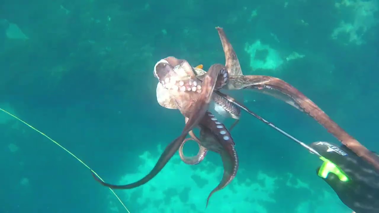 130th video - September dives 2025