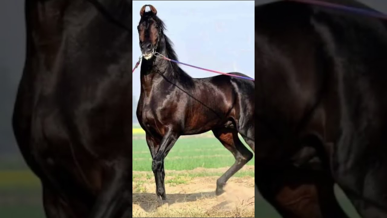 Late legendary stallion  nagg