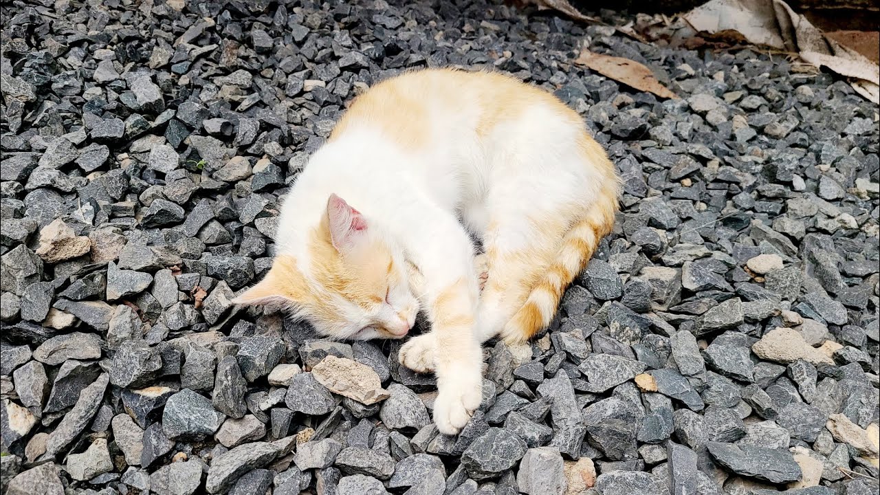CAT😻 routine in AFRICA 🌍on a lazy afternoon 😴 [ CAT LIFE 🐈]