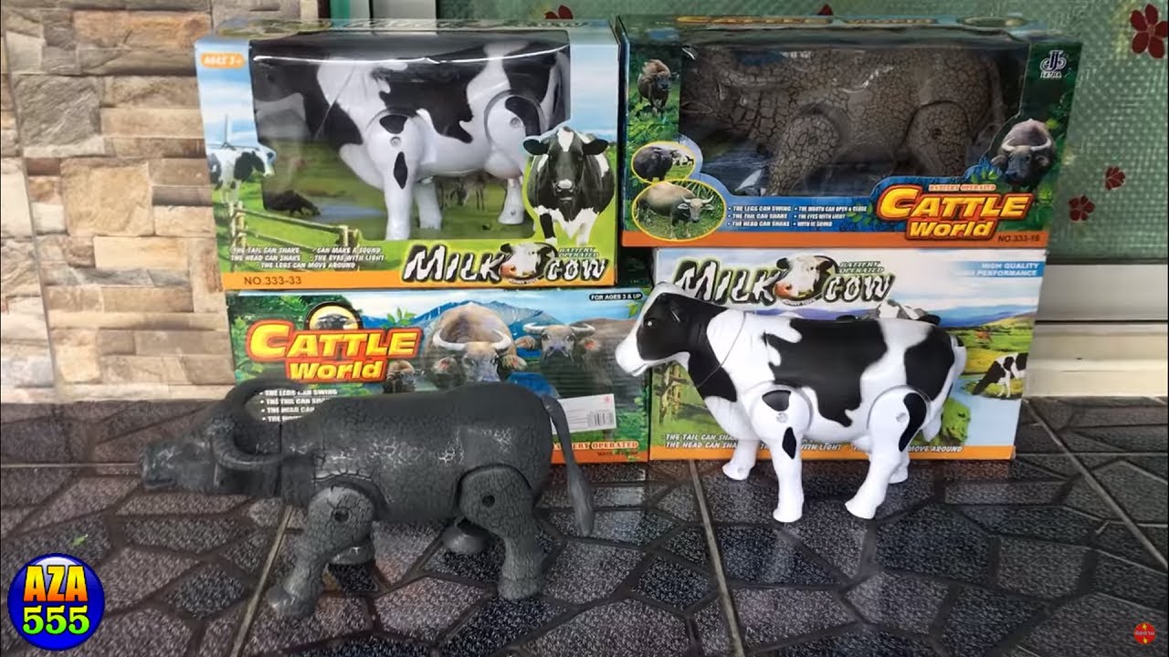 วัว vs ควาย วิ่งแข่งกัน มีเสียงมีไฟ Cow VS Buffalo Running | AZA555