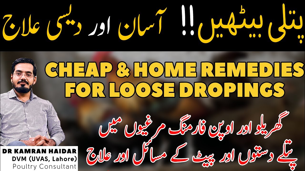 Loose Droppings in Open, Small Scale & Controlled Chicken Farming | Quick, Cheap & Home Remedies