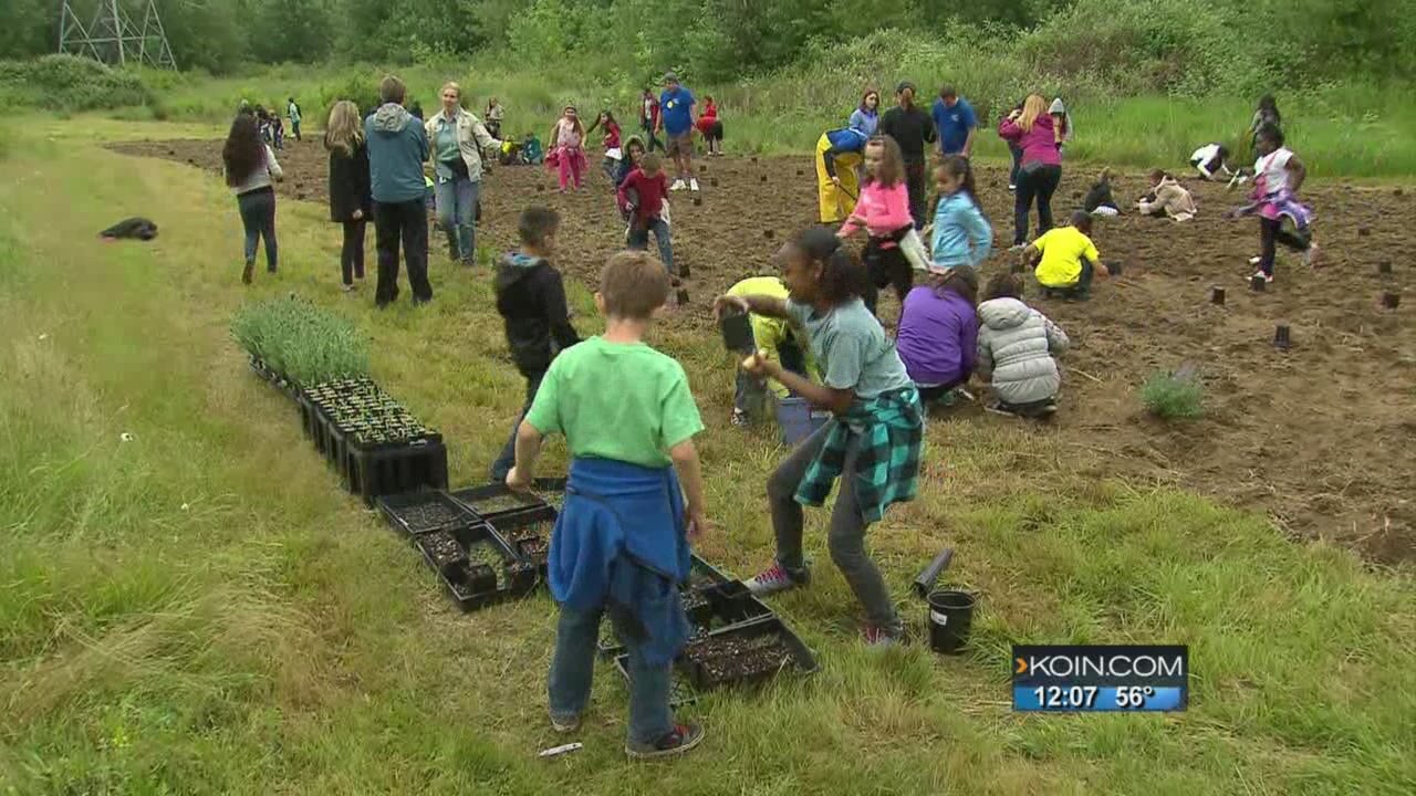 Milkweed, lavender help honey bees, butterflies