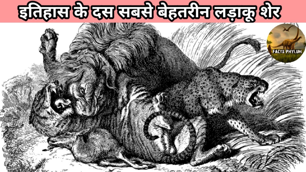 Top Ten Best Fighting lions of All Time। इतिहास के दस सबसे खतरनाक लडाकू शेर।