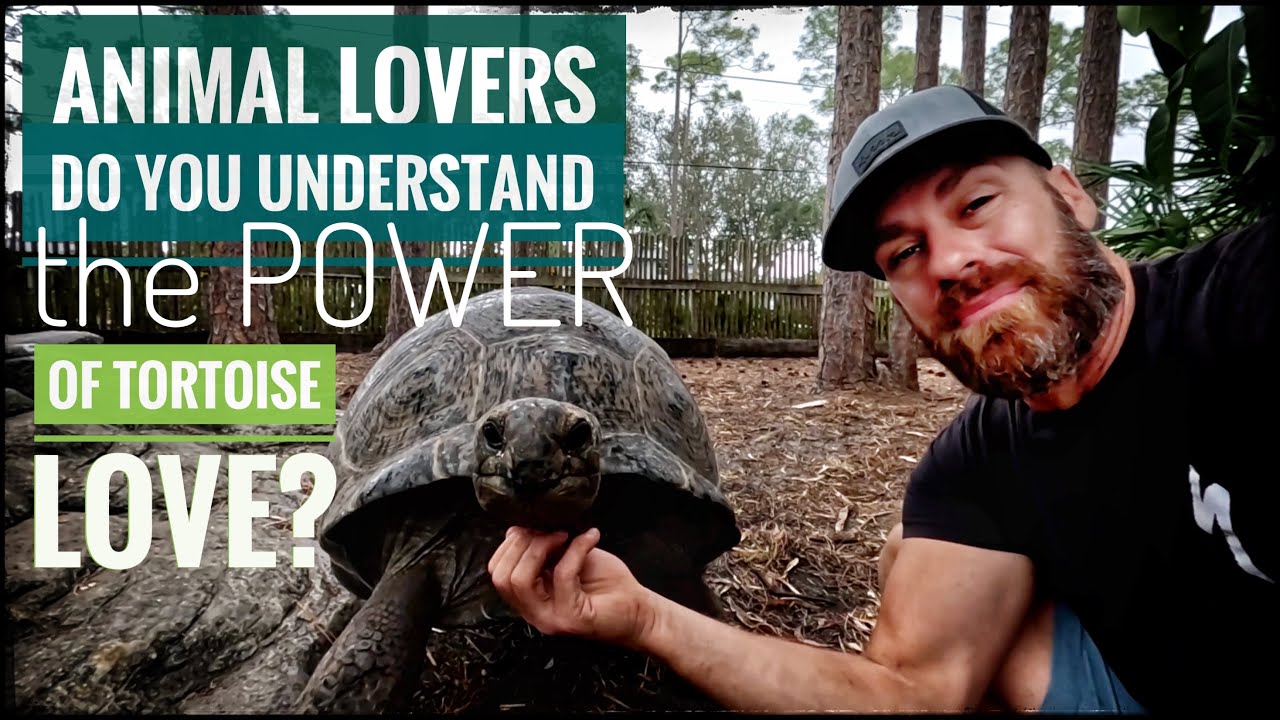 My Aldabra Tortoise Herd is all LOVE