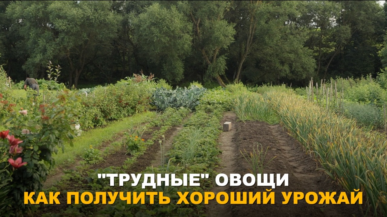 ОВОЩИ, КОТОРЫЕ ДАЮТСЯ ОГОРОДНИКАМ С ТРУДОМ. Лёгкие решения: как преодолеть трудности выращивания.