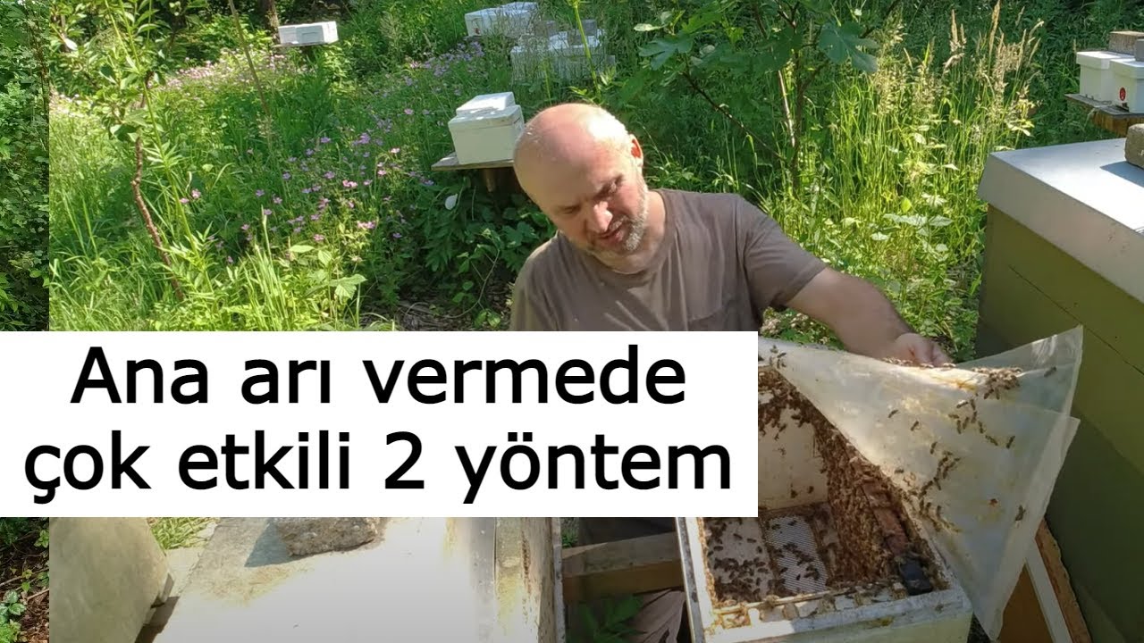 Ana arı vermede çok etkili 2 yöntem - Ana arı üretim videoları 7. Bölüm - Hollanda