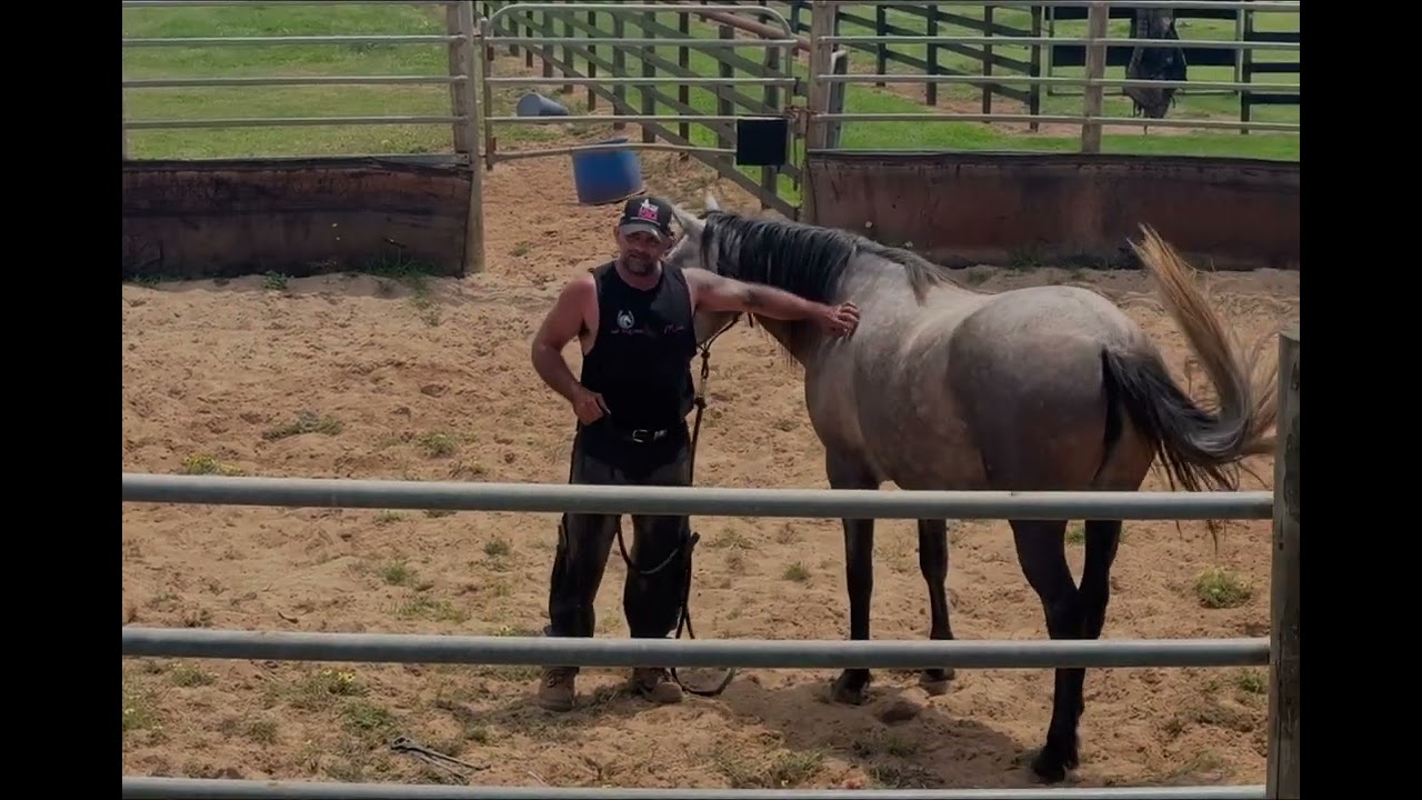 4yo Andalusian Amy - ground tying