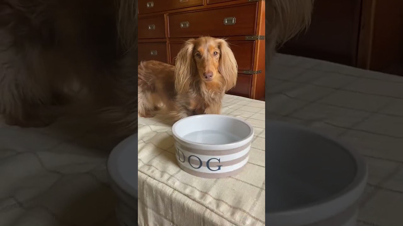 Your dog wants to see the world too!! #travelingwithdogs #travelingwithpets #dogfriendly