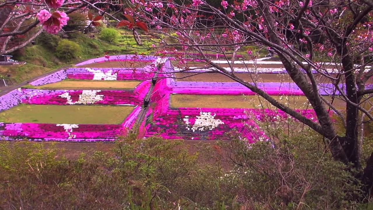 2013年 周南市大道理の芝桜まつり 4月6日〜30日