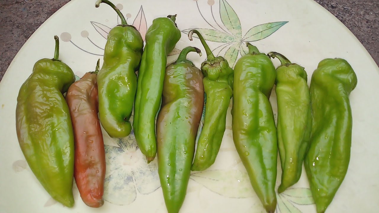 Stuffed Green Chillies Recipe| Bharli Mirchi Recipe | Stuffed Chillies#scr.12393