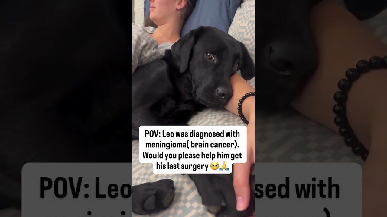 paws_LEO  courageous loving dog needs $4700 for life saving cancer surgery Despite of his diagnosis