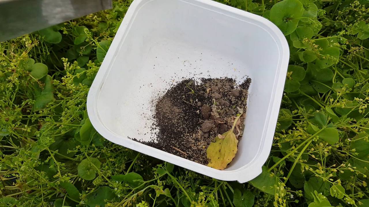 Récupérer des Graines de Pourpier d'Hiver - TUTO #07