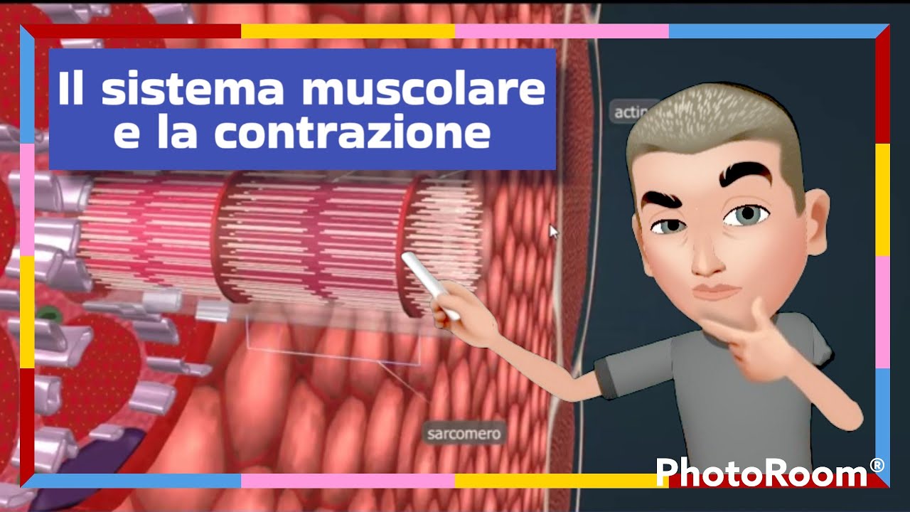 Il sistema muscolare e la contrazione
