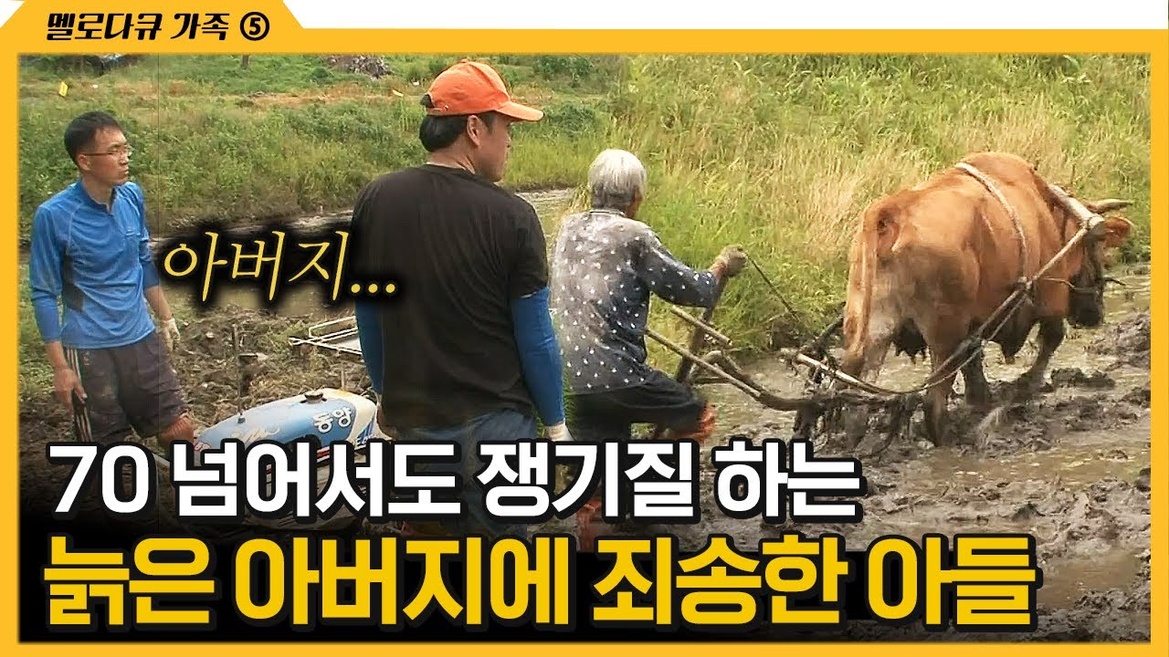 [다큐 ‘가족’ 278회 ⑤] 70 넘어서도 쟁기질 하는 늙은 아버지에 죄송한 아들