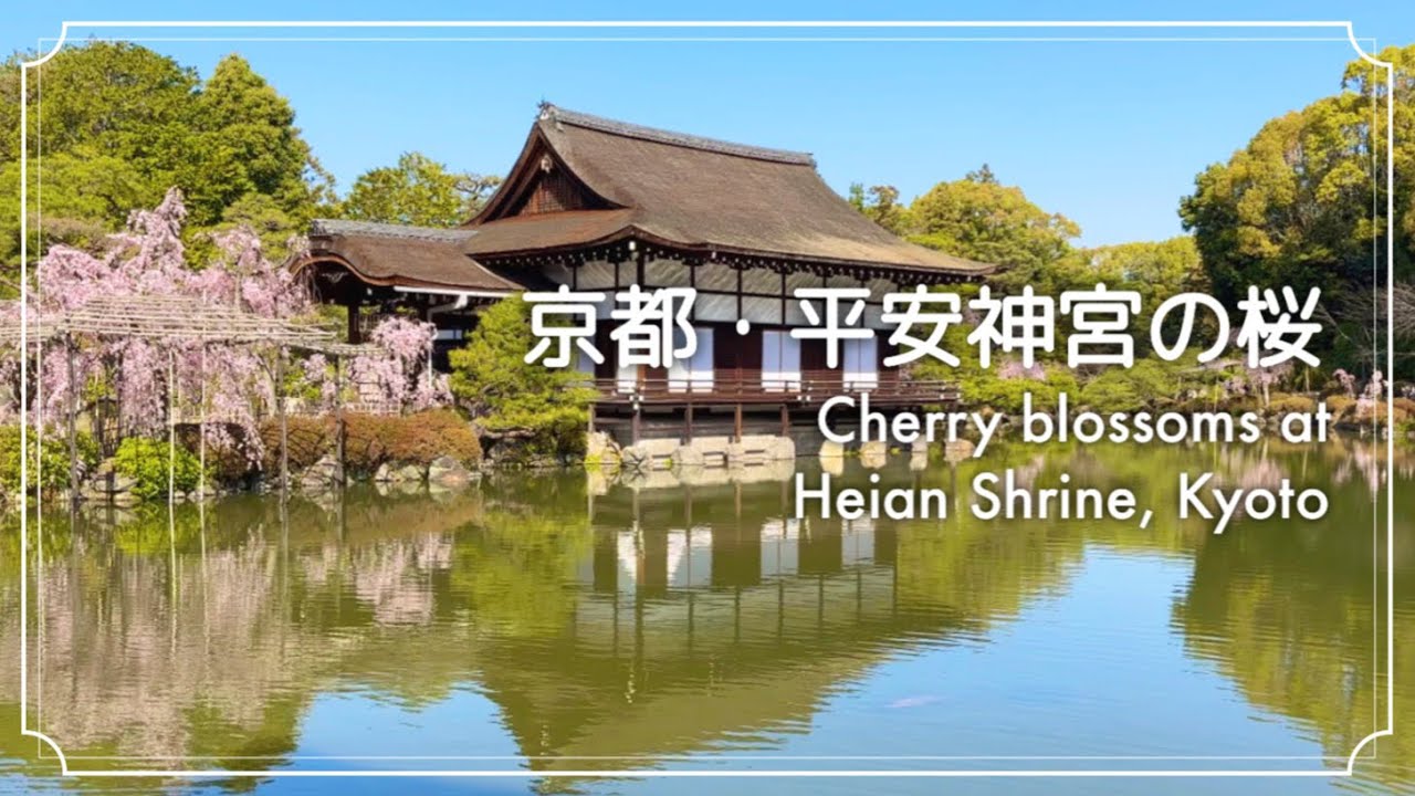 【日本庭園 4K】桜満開🌸華やぎの京都「平安神宮」を愛でる😊