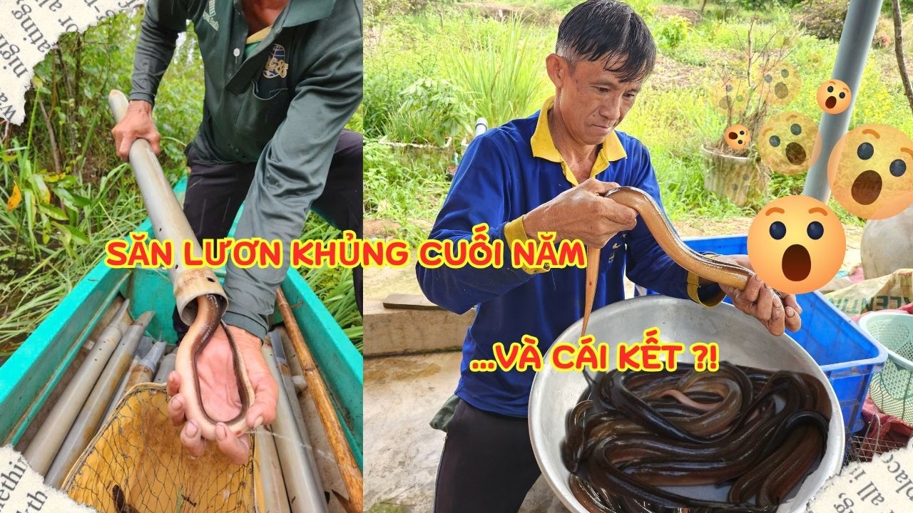 Săn Lươn Khủng Cuối Năm Ăn Tết  || Lê Dũng - Rừng tràm mưu sinh
