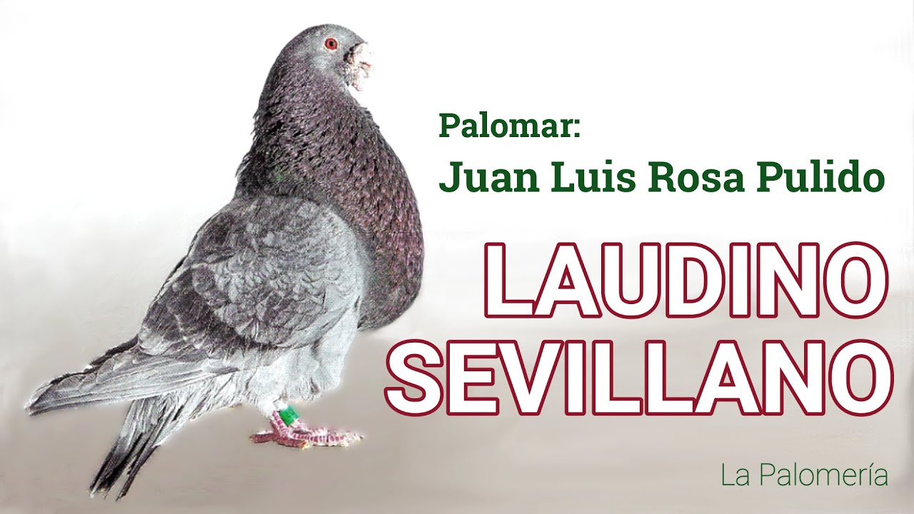 Laudino Sevillano Juan Luis Rosa Pulido
