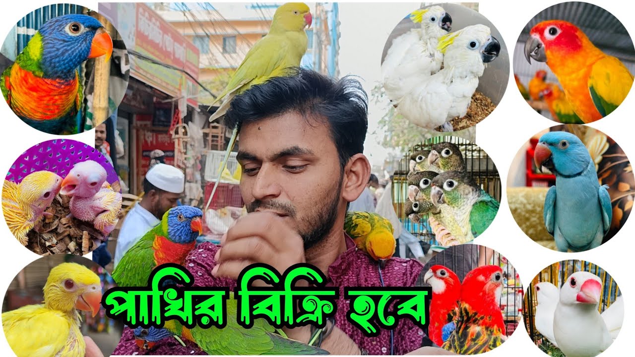পাখির বিক্রি হবে পাখি কথা বলতে পারে পাখি ডান্স করতে পারে 