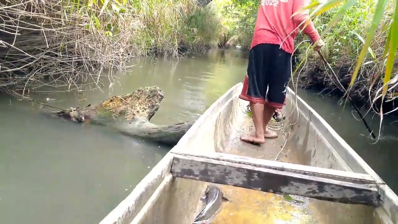 EP,60 Electric fishing mag ihaw mona Kami Ng dalag🐟🌾