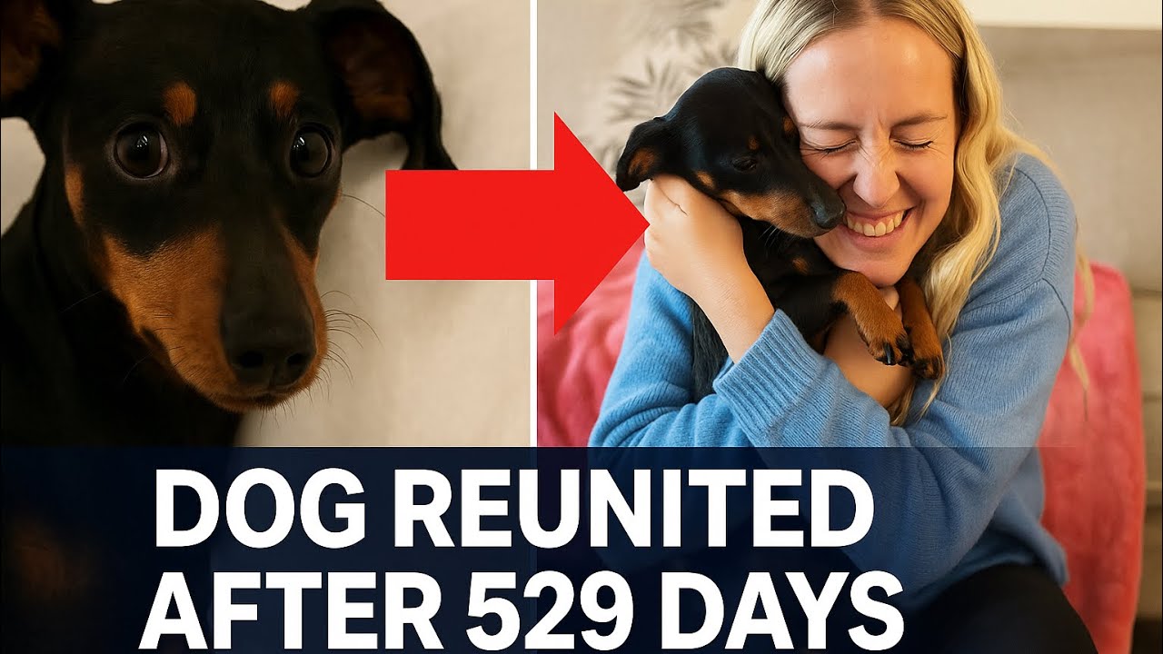 DOG LOST FOR 529 DAYS: Valerie the Dachshund&rsquo;s Unbelievable Journey Home