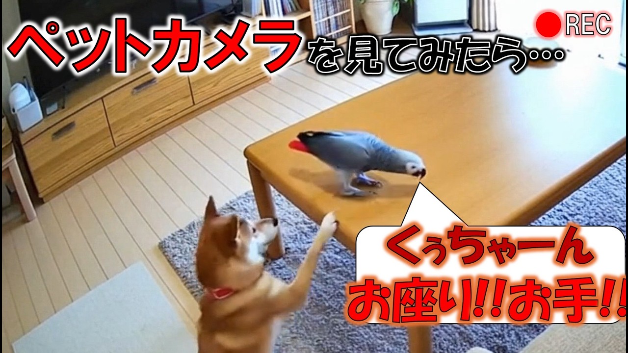 柴犬と天才ヨウムの日常が可愛いすぎる
