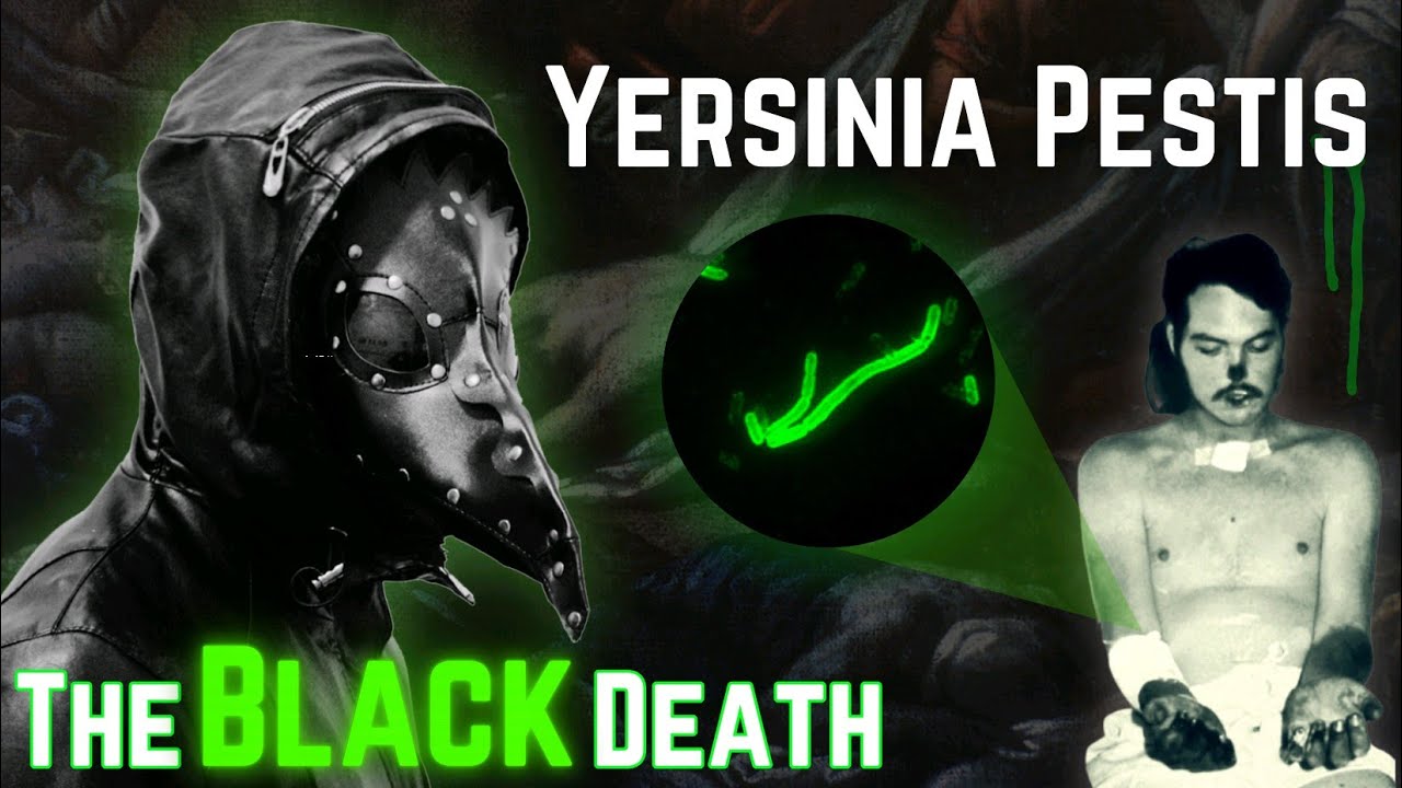 Want to Understand Plague Bacteria? Watch This Now