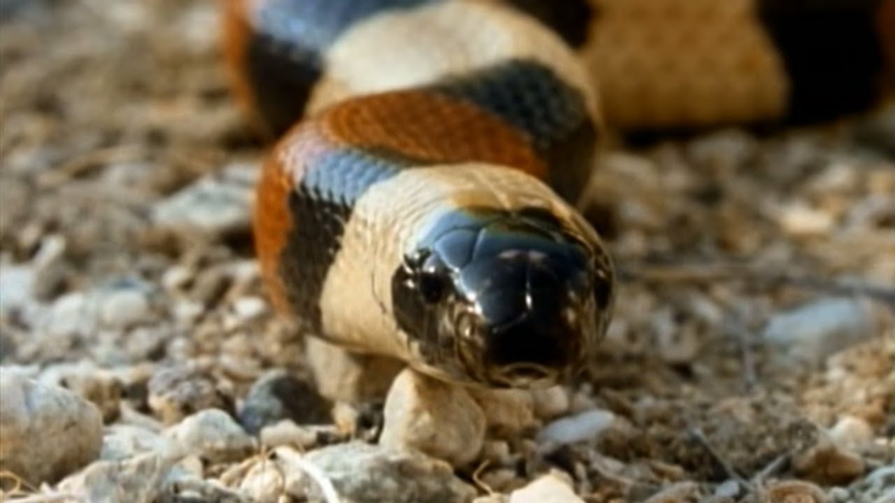 Secret Nature - Facts About Snakes 🐍 | S01E01 | Snake Documentary | Natural History Channel