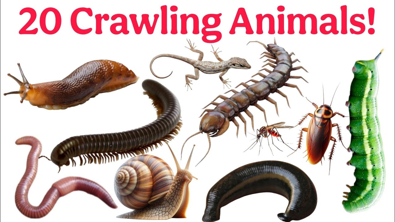 Crawling Name | 20 Crawling Animals | Learn Animal Names in English & Hindi Vocabulary